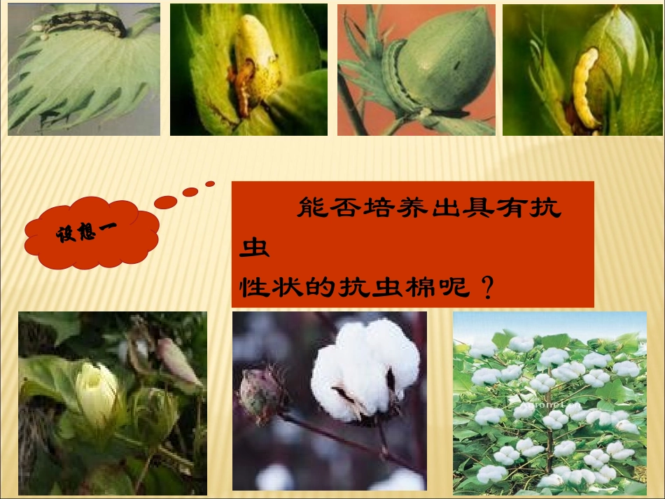 基因工程11DNA重组技术的基本工具_第1页