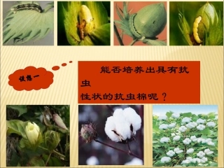 基因工程11DNA重组技术的基本工具