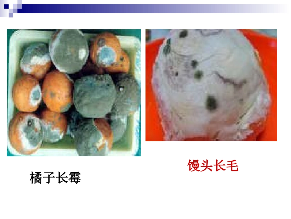 细菌和真菌的分布_第1页