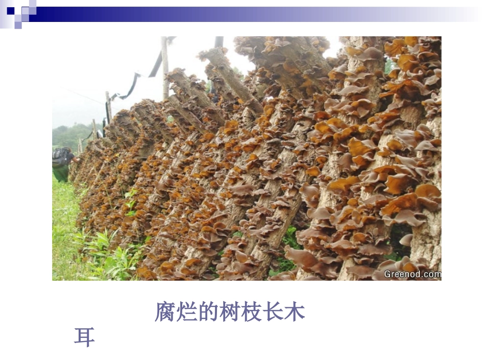 细菌和真菌的分布_第2页