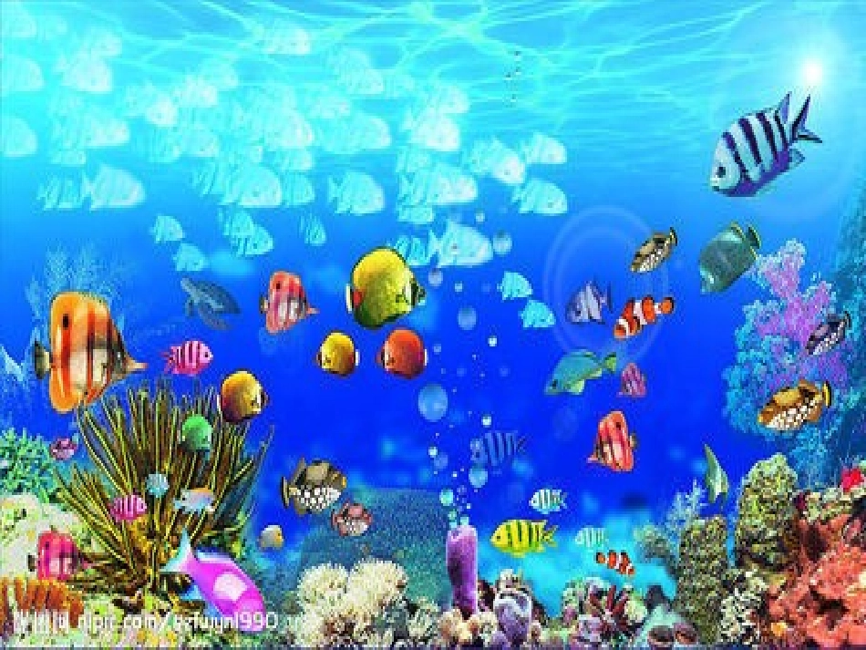 海底世界课件_第3页
