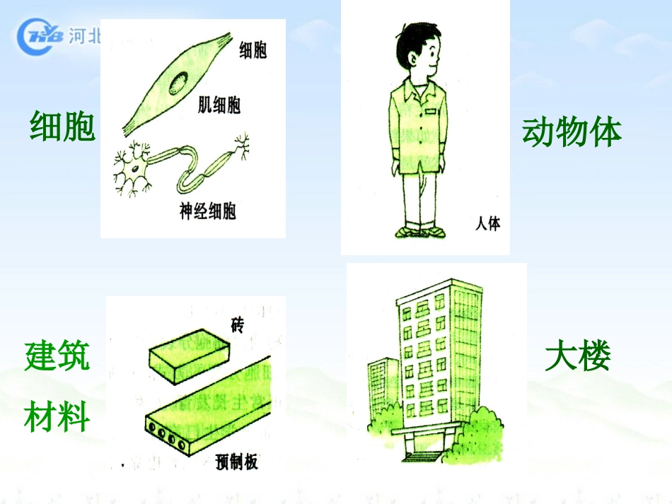 动物体的结构层次_第3页