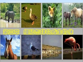 动物体的结构层次