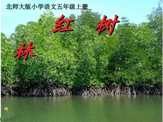 红树林课件第一课时