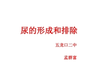 新尿的形成和排除