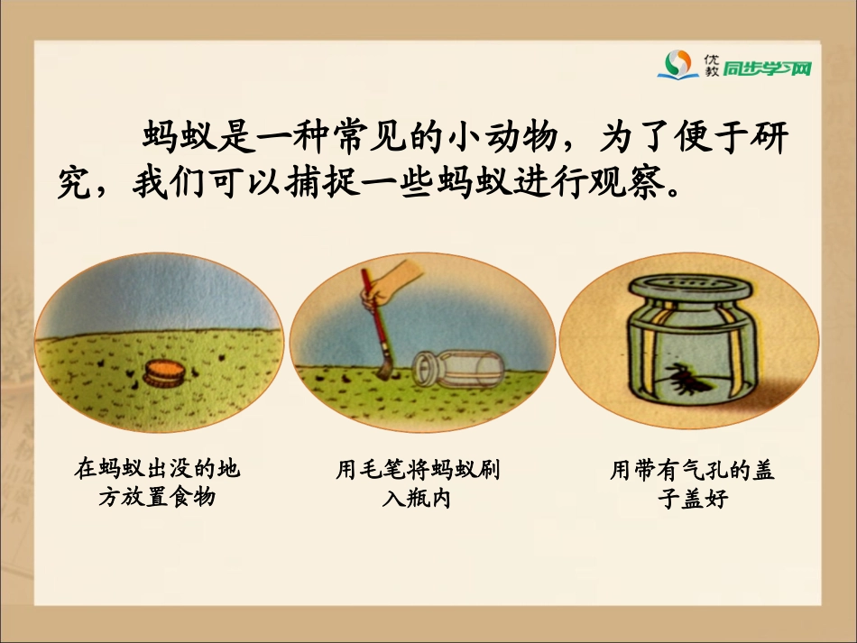 《观察蚂蚁》课件_第2页