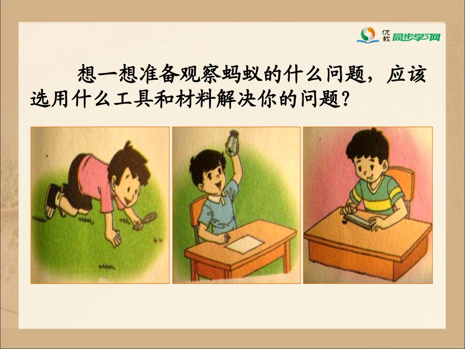 《观察蚂蚁》课件_第3页