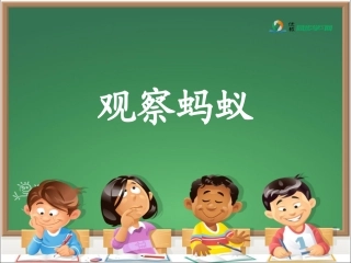 《观察蚂蚁》课件