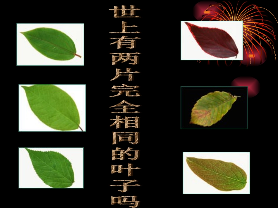 生命因独特而绚丽课件_第2页