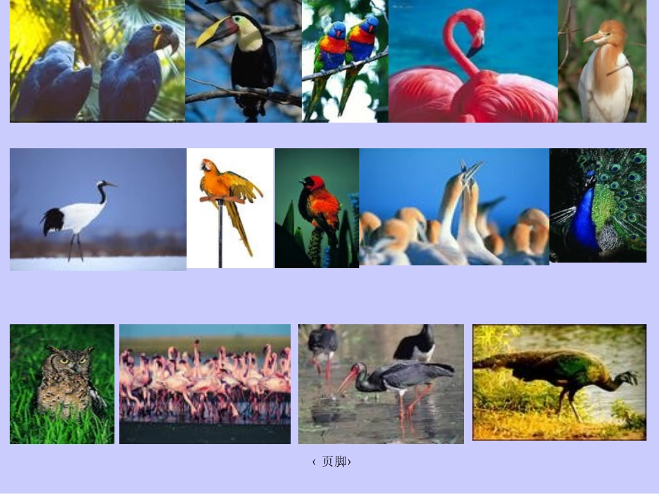 《鸟岛》课件_第1页