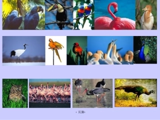 《鸟岛》课件