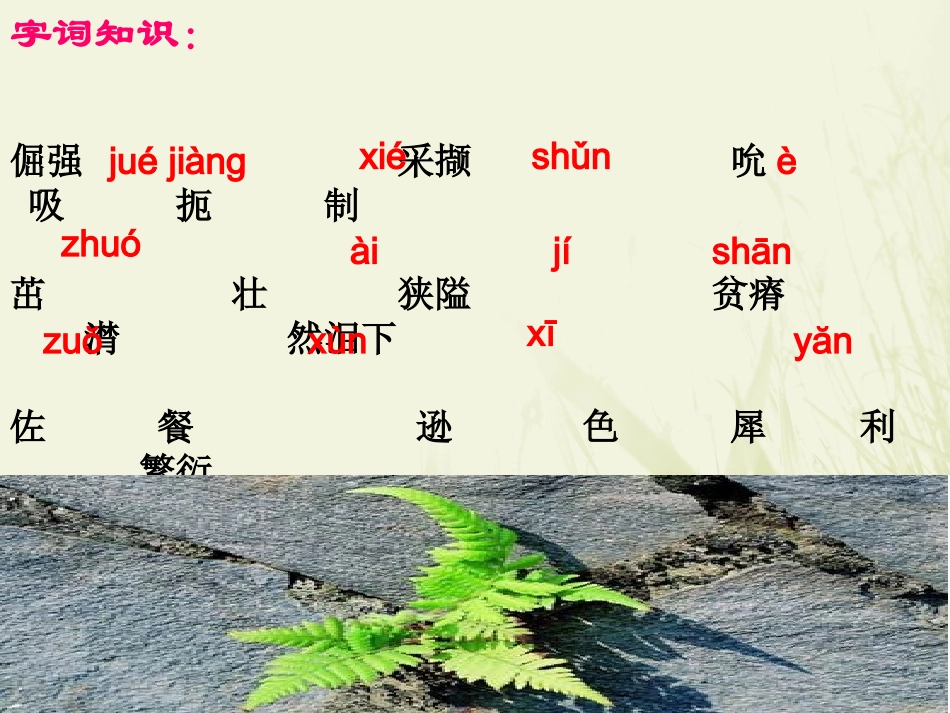石缝间的生命_第3页