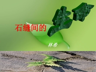 石缝间的生命