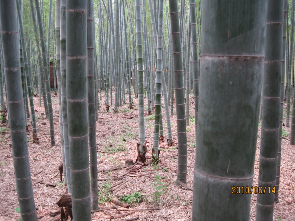 笋芽儿 (2)_第2页