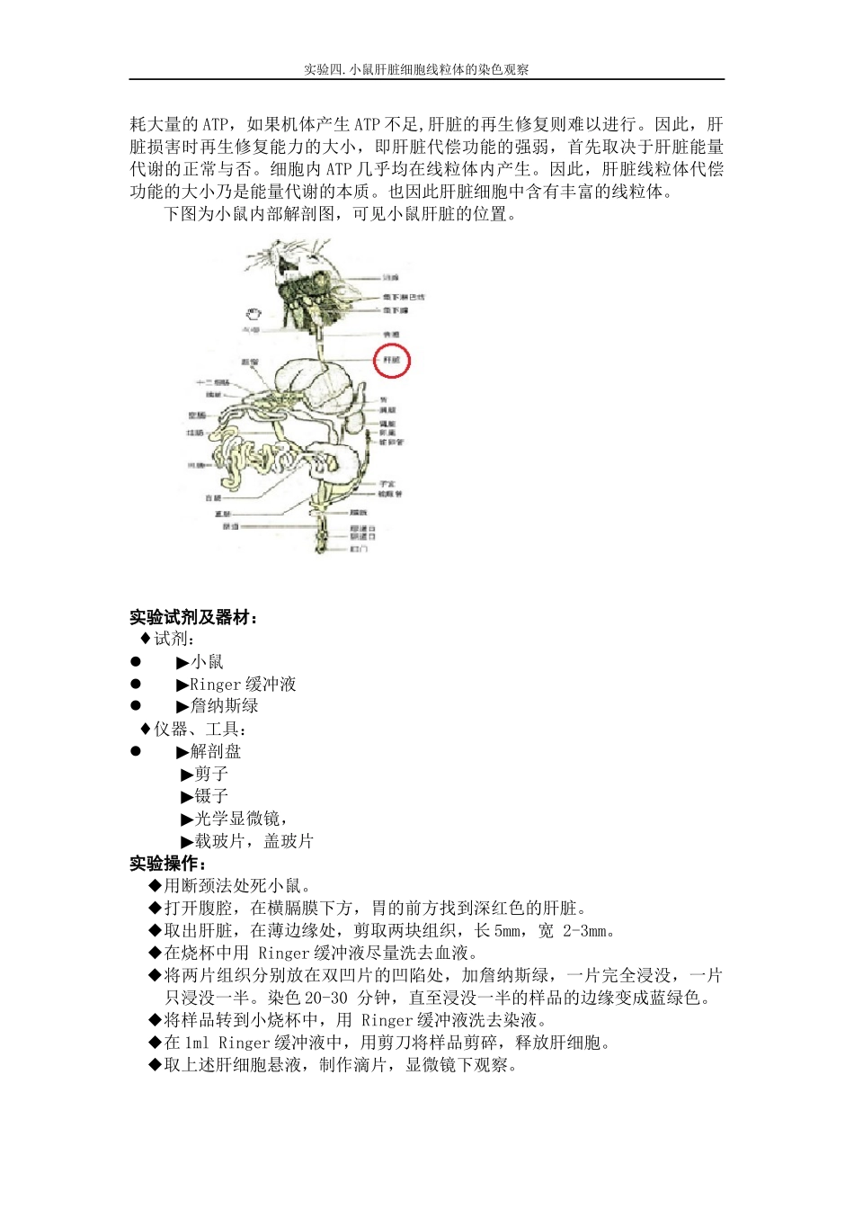 小鼠肝细胞线粒体的染色观察_第3页