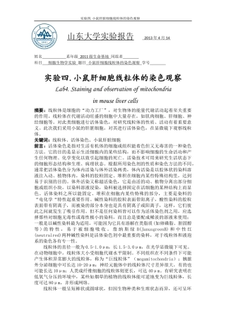 小鼠肝细胞线粒体的染色观察