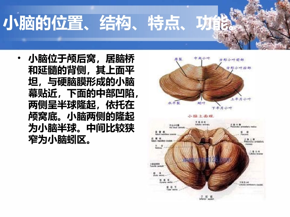 小脑出血-2_第3页