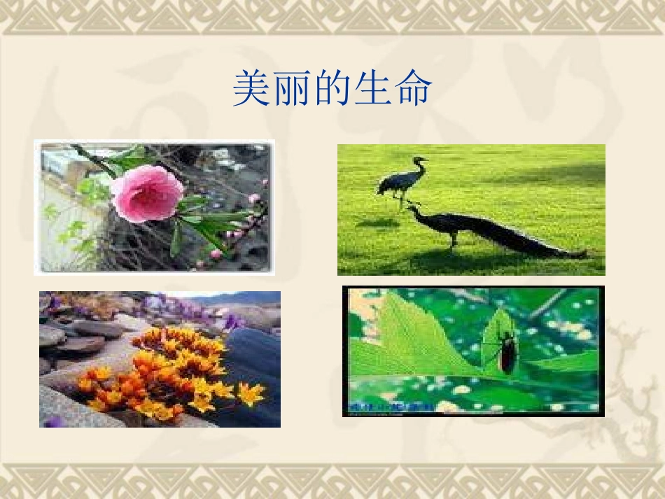 七年级语文短文两篇《蝉》《贝壳》PPT课件[1]_第2页