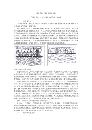 对传导性气道炎症的新认识1