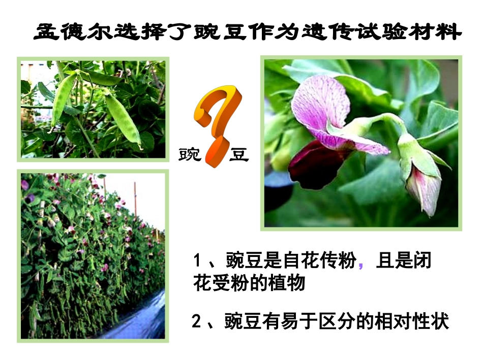 基因的显性和隐性(上课用)_第3页