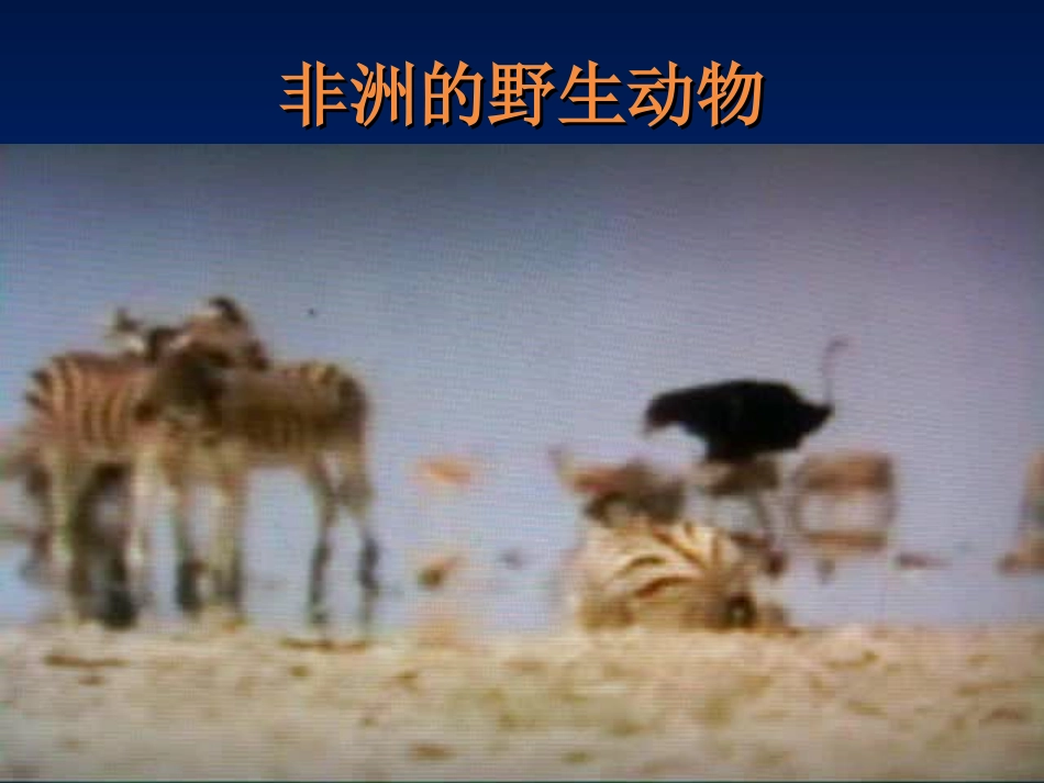彩色的非洲1_第3页