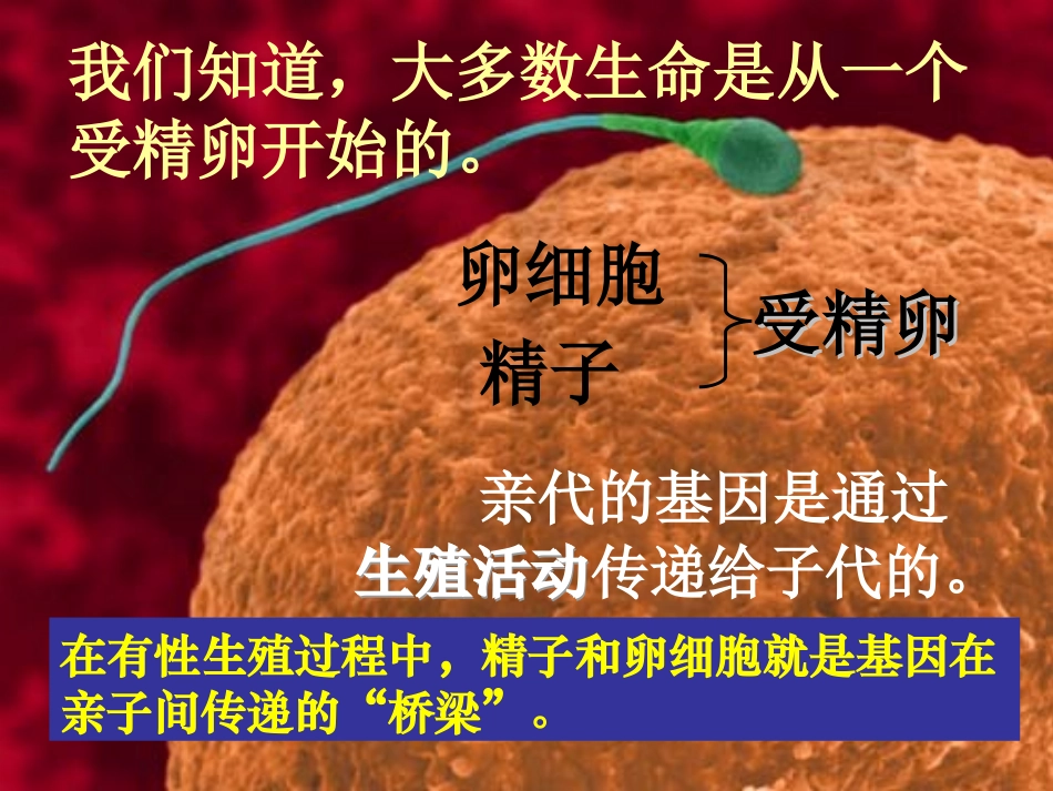 人教版__生物__第二节__基因在亲子间的传递_第3页