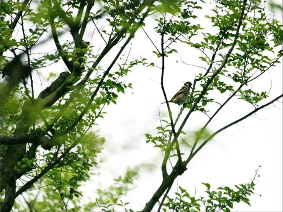 红领巾真好（最新）_第1页