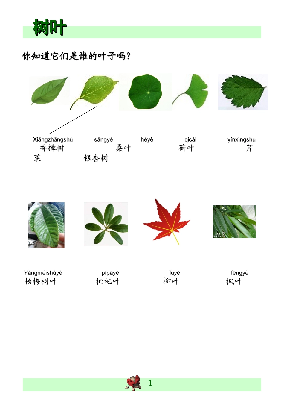 叶脉叶柄叶肉叶片连一连_第2页