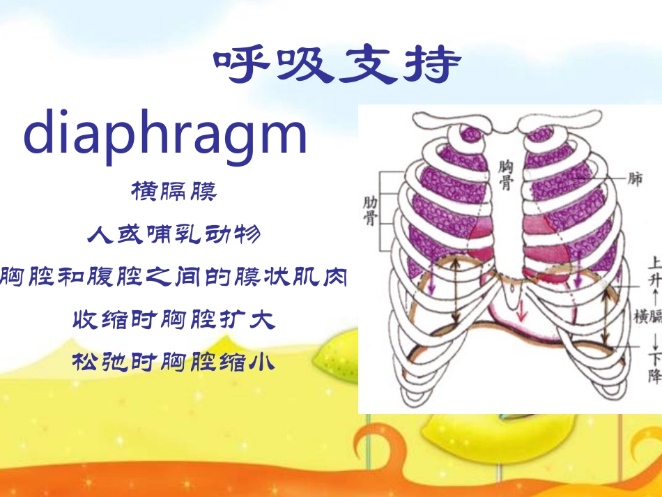 发音基本知识_第3页