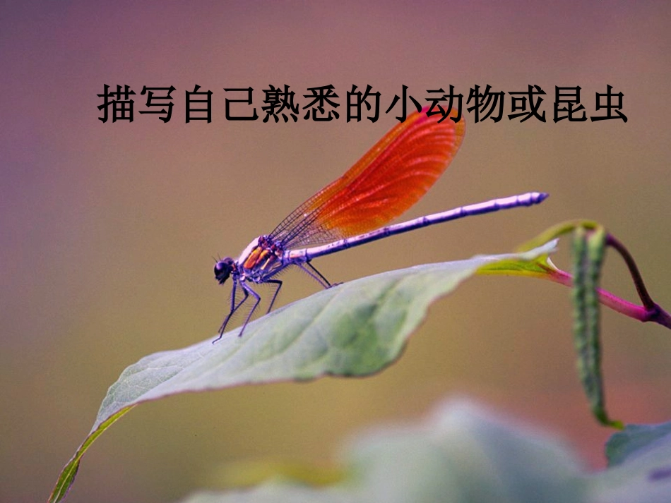 描写自己熟悉的小_第1页