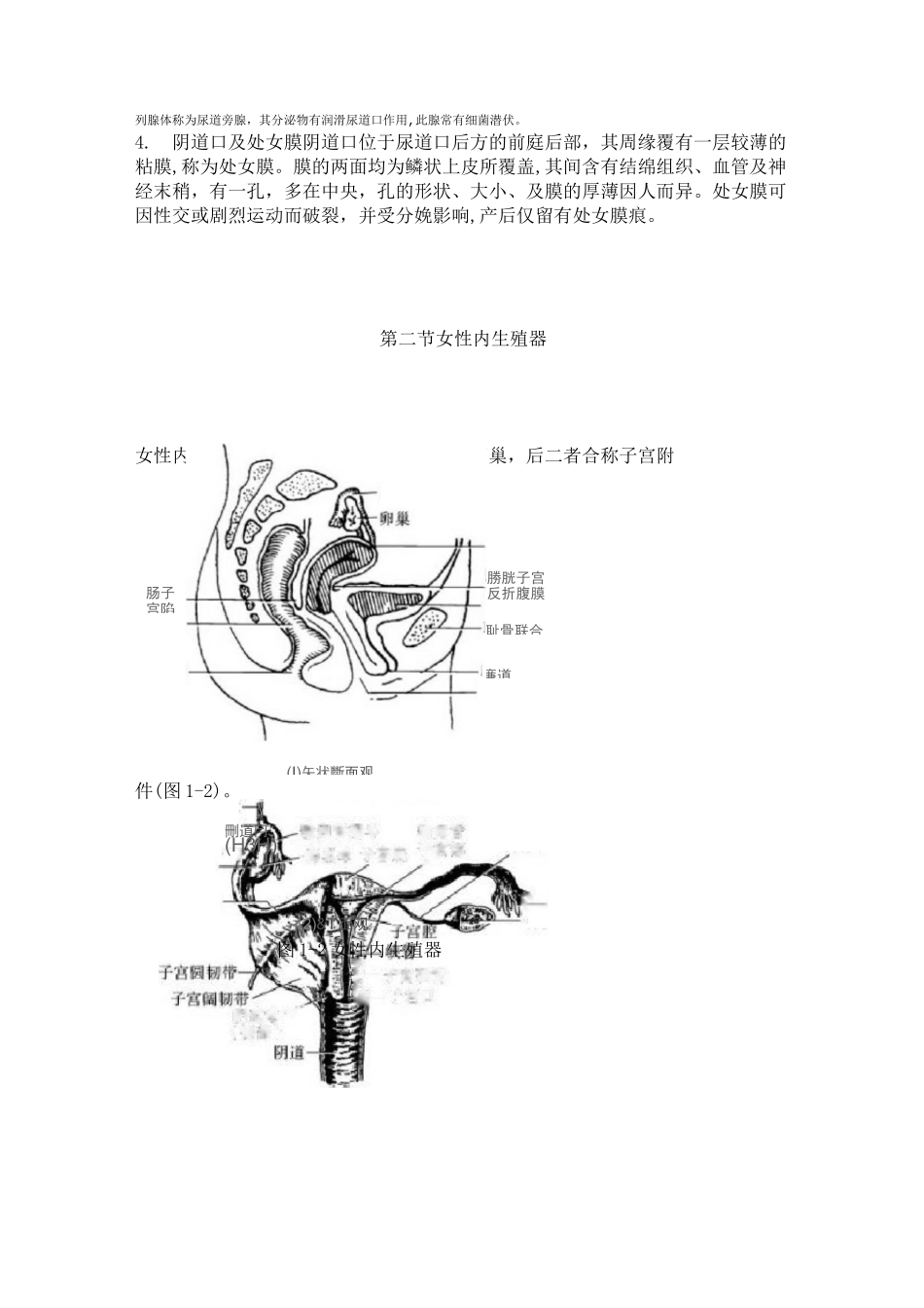 第一章  女性生殖系统解剖_第3页