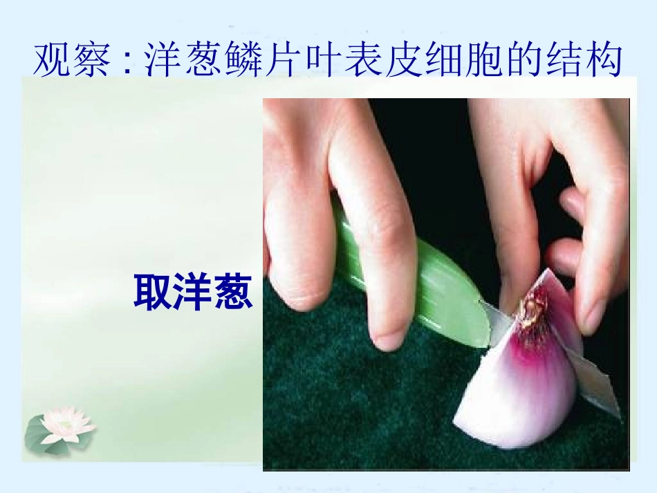 苏教版七上第三章第一节植物细胞的结构和功能（共22张PPT）_第3页