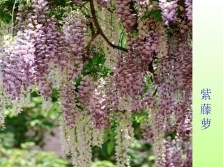 《紫藤萝瀑布》课件