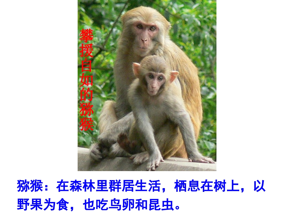 哺乳动物课件 (2)_第2页