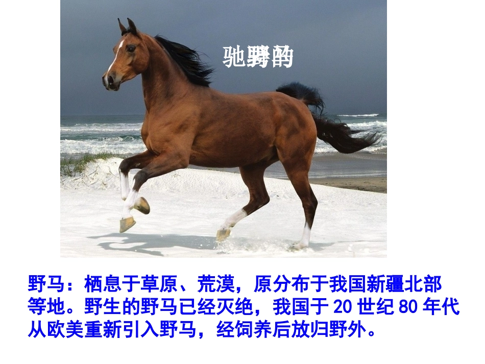 哺乳动物课件 (2)_第3页