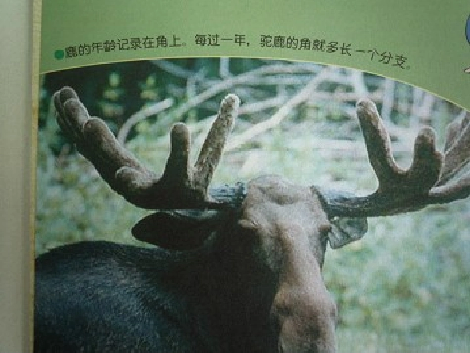 动物的年龄1_第2页