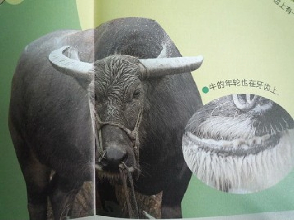 动物的年龄1_第3页