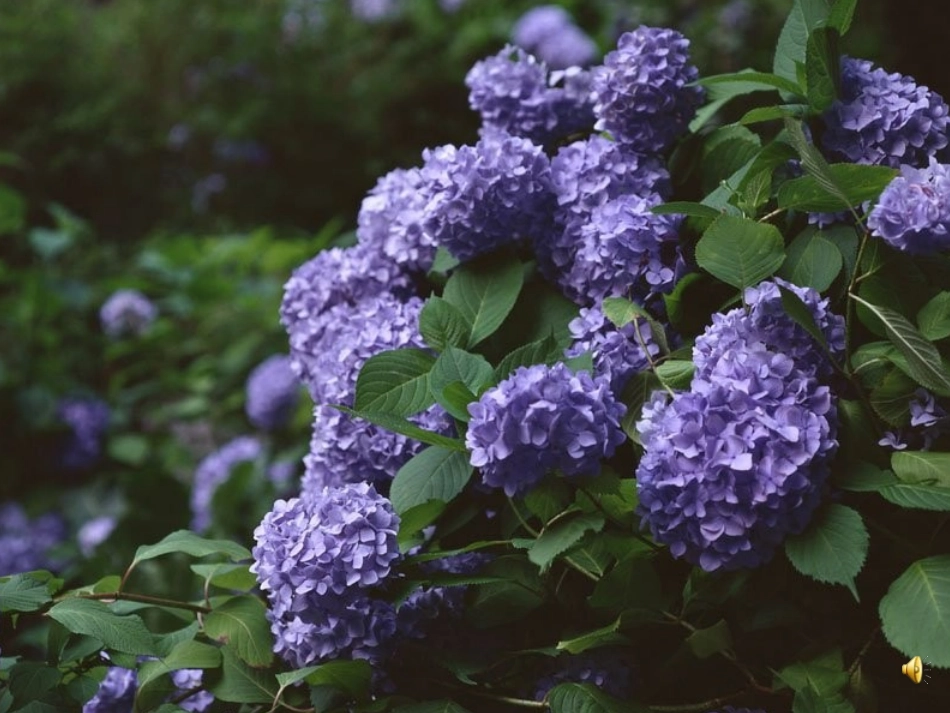 苏教语文八下《紫藤萝瀑布》课件_第2页