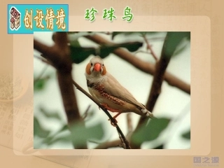 人教版五上珍珠鸟 (2)