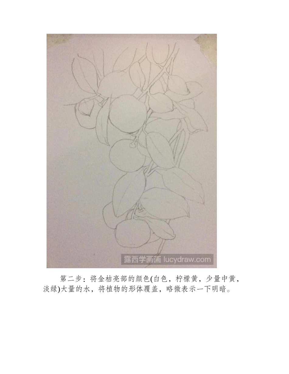 金桔水彩画教程水彩画教程_第2页
