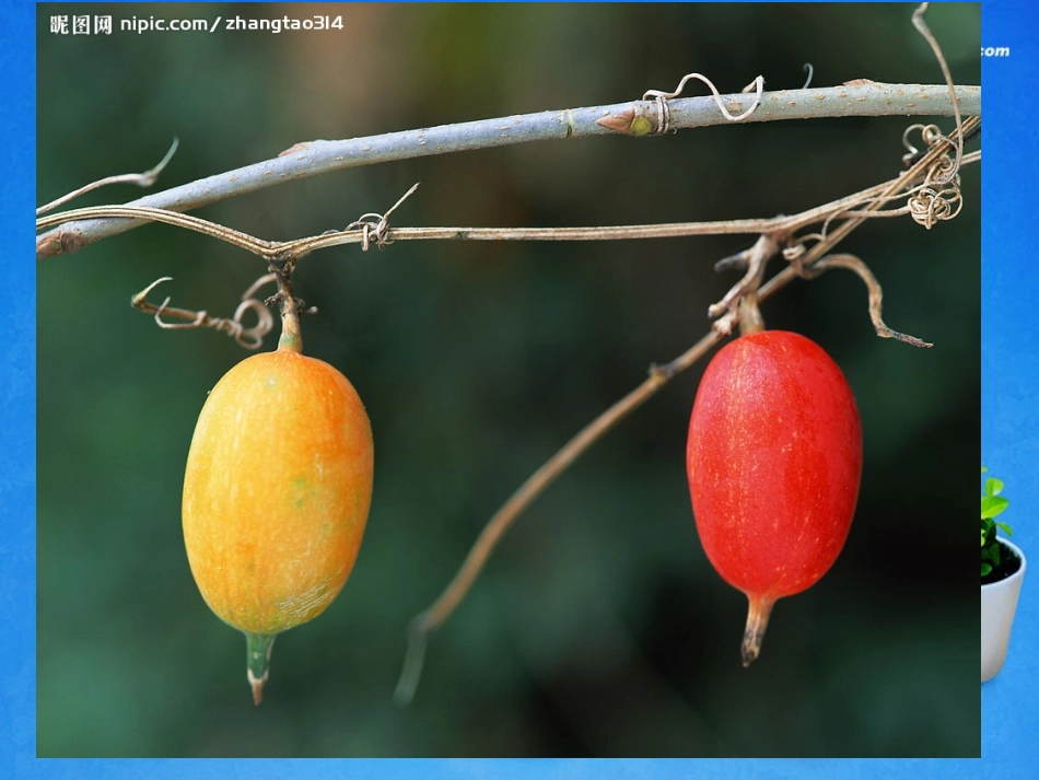 2014年高中生物第三章第三节其他植物激素课件1新人教版必修3_第3页