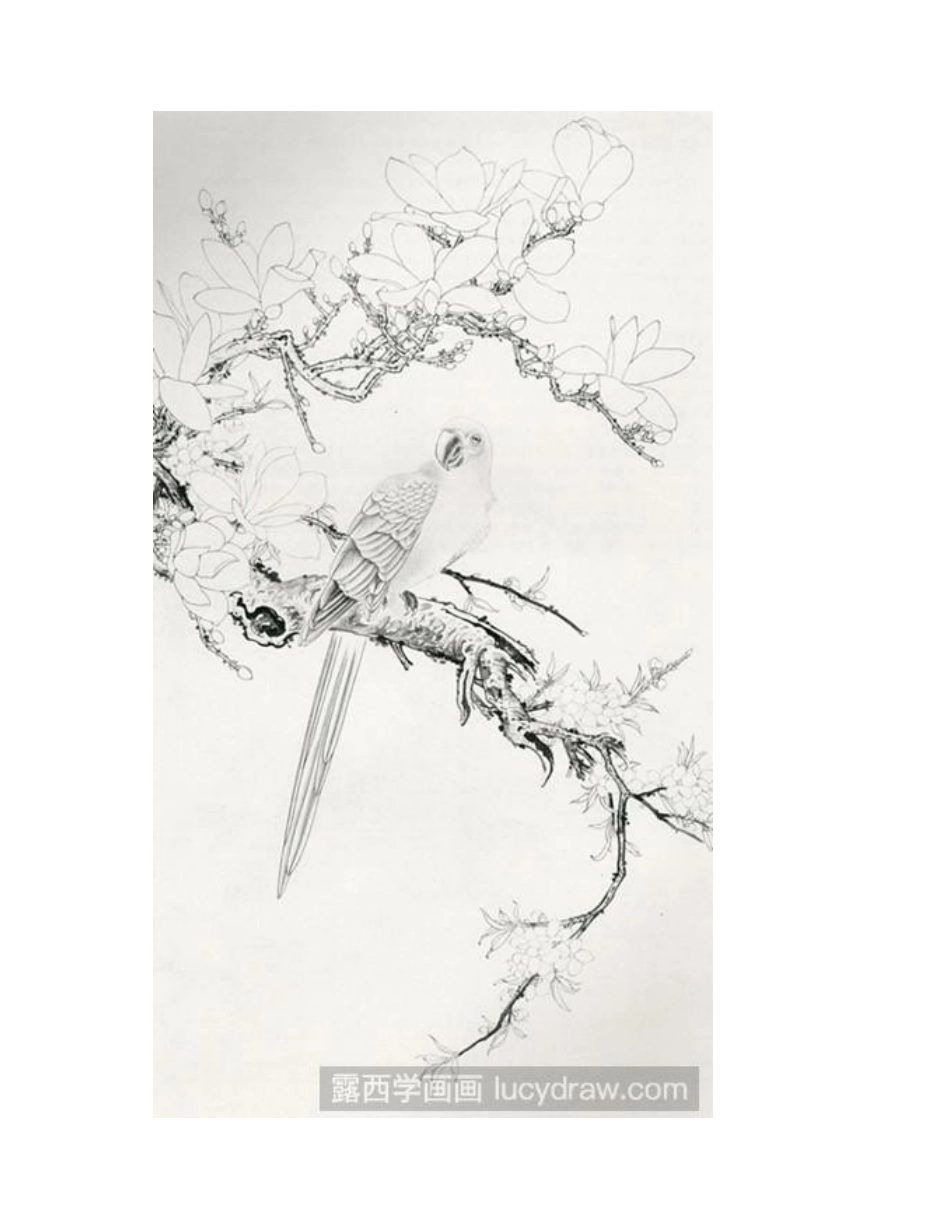 金刚鹦鹉工笔画教程工笔画教程_第2页