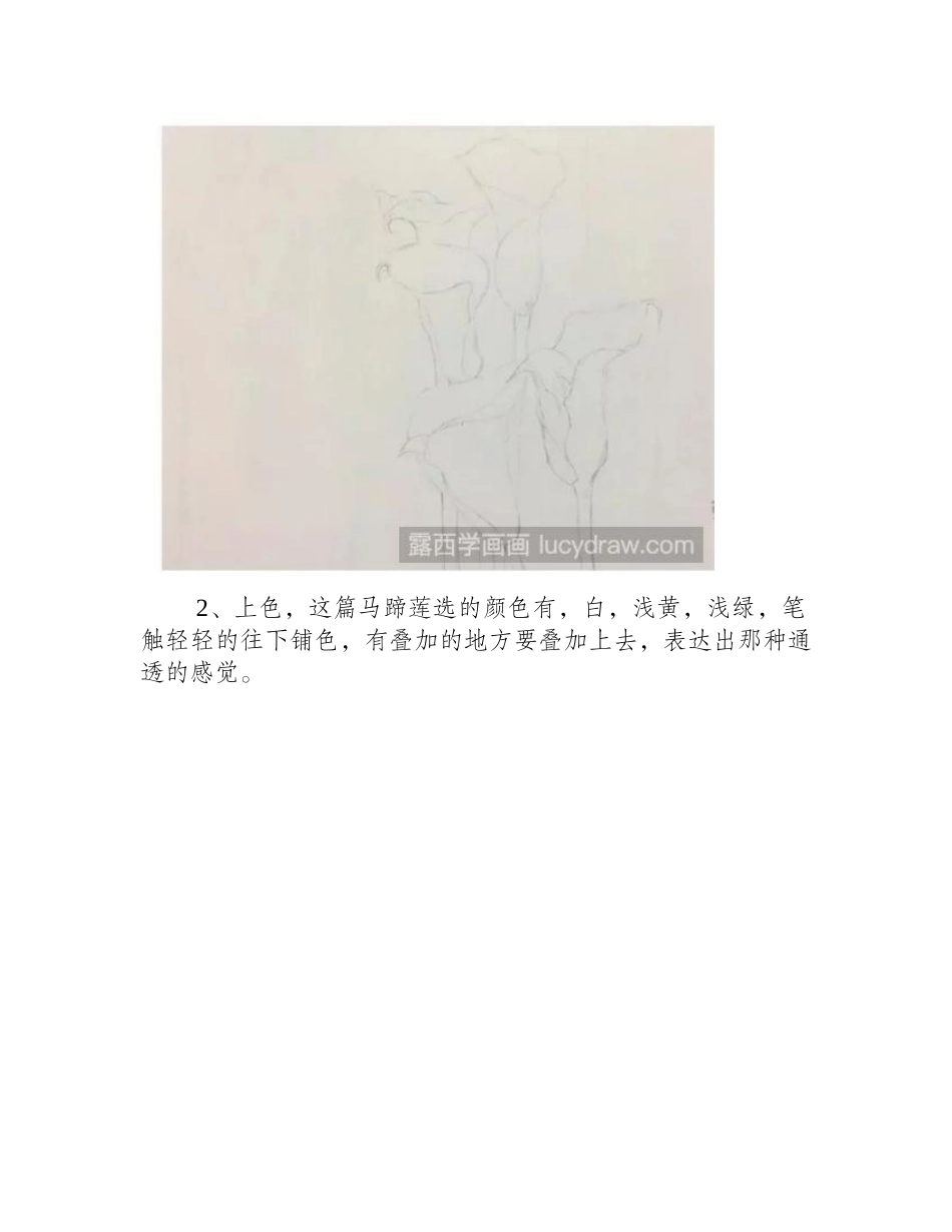 马蹄莲怎么画_彩铅马蹄莲画法是什么_彩铅画教程_第2页