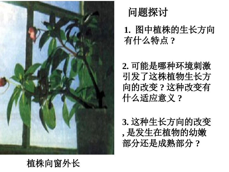 植物生长素的调节_第3页