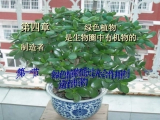 七年级生物光合作用