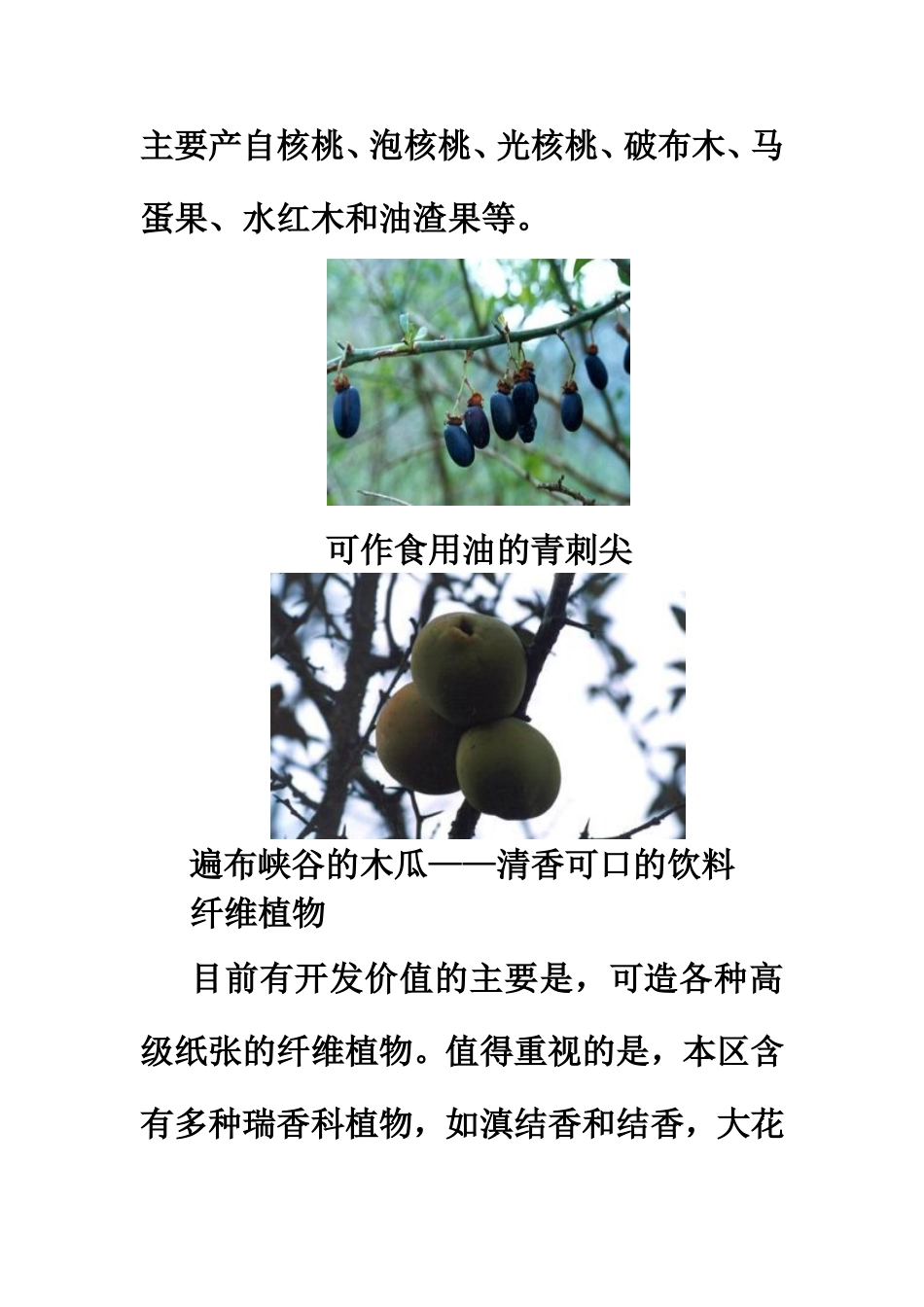 大峡谷的植物资源_第3页