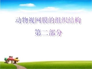 动物视网膜的组织结构第二部分