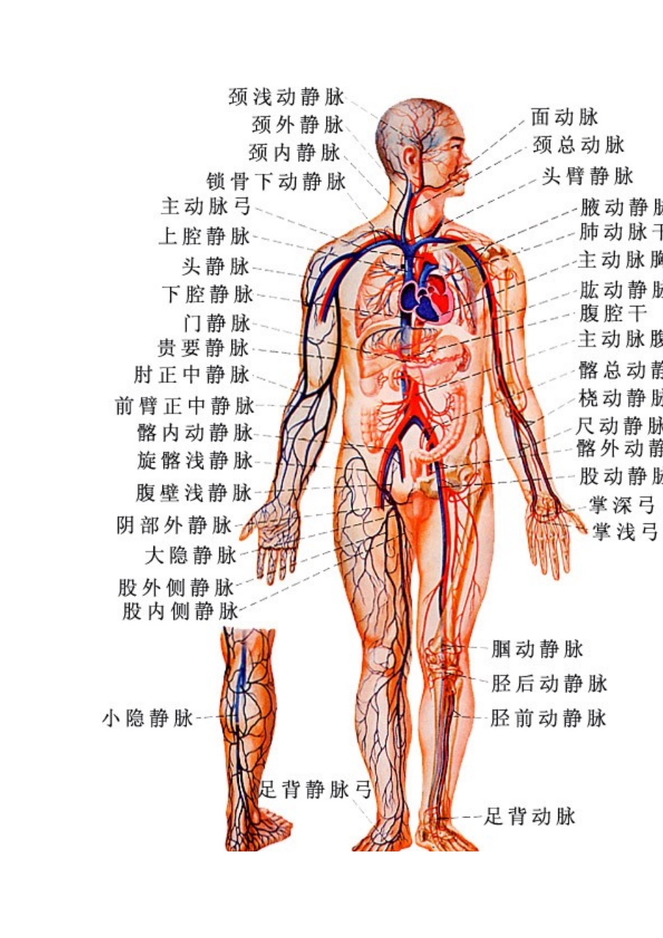 动脉导管未闭_第3页