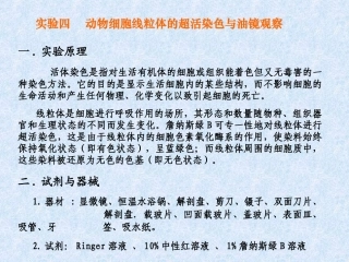 动物线粒体观察