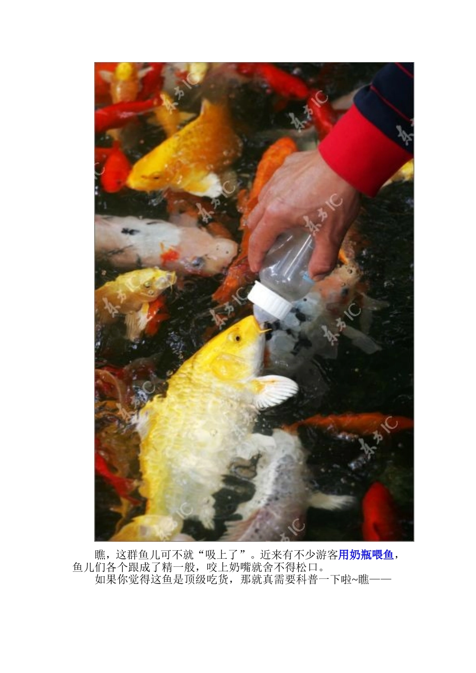 动物界的奇特进食_第2页